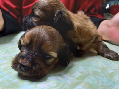 モンチビ - タウンガイド